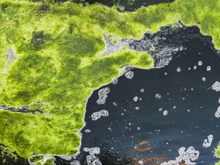 Green algae growing on the surface of dark polluted water, showcasing natural resilience. This...