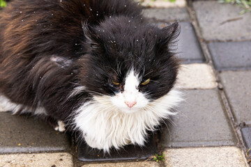 Close-up of a cat injured after a fight with another cat.