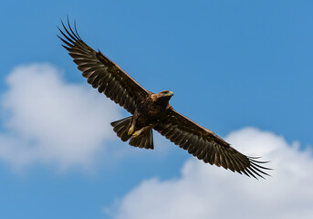 Obraz premium Majestic Golden Eagle Soaring High in a Blue Sky with Fluffy Clouds - Wildlife, Bird, Nature, Freedom.