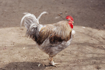 Proud rooster walking solo. Farmyard bird closeup. Traditional countryside scene. Colorful poultry feathers. Rustic village farming. Free range cock. Animal portrait on rural ground.