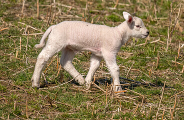 Fototapeta premium Lamb walking in a field in the united kingdom