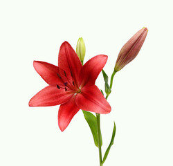 Beautiful Lily flower isolate on white