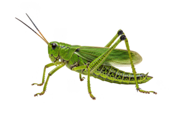Closeup green grasshopper insect macro wildlife nature photo on transparent background