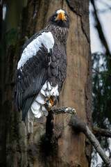 Steller's Sea Eagle (Haliaeetus pelagicus) Perching on a Tree