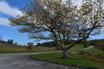Country Road Winding Through the Blue Ridge Parkway