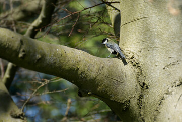 Great tit (Parus major) sitting in a tree in Zurich, Switzerland