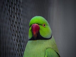 Detailed closeup portrait of green rose-ringed parakeet ringneck parrot Psittacula krameri with blurred bokeh grid fence, Hamilton Waikato New Zealand