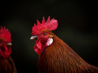 Closeup detailed headshot portrait of a wet chicken hen farm animal with orange brown feathers and...