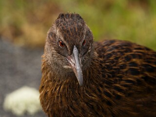 Closeup detailed headshot portrait of a Weka bird Maori hen woodhen rail Gallirallus australis flightless bird endemic to New Zealand with long beak