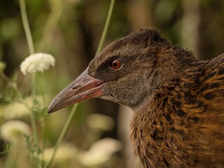 Closeup detailed headshot portrait of a Weka bird Maori hen woodhen rail Gallirallus australis flightless bird endemic to New Zealand with long beak