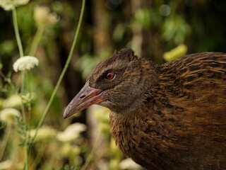 Closeup detailed headshot portrait of a Weka bird Maori hen woodhen rail Gallirallus australis flightless bird endemic to New Zealand with long beak
