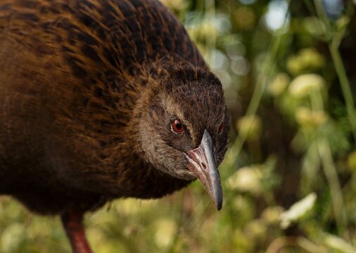Closeup detailed headshot portrait of a Weka bird Maori hen woodhen rail Gallirallus australis flightless bird endemic to New Zealand with long beak