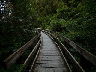 Wooden suspension bridge walkway hiking path trail bending through thick lush green bush tree forest at Hokitika Gorge Kokatahi West Coast New Zealand
