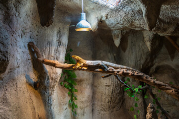 Iguana lizard in a terrarium climbing a branch