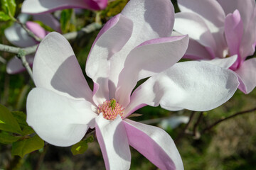 Obraz premium Close-Up of a Blooming Magnolia Flower in Springtime selective focus