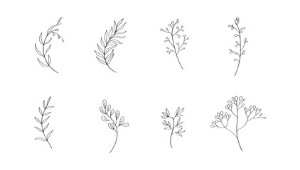 Fototapeta premium A hand-sketched botanical element with light, airy strokes and natural flow.