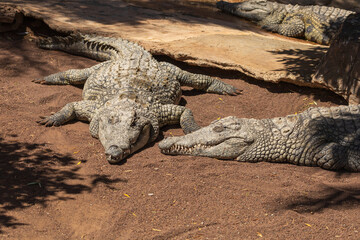 Crocodile in the zoo park on the island of Gran Canaria Spain