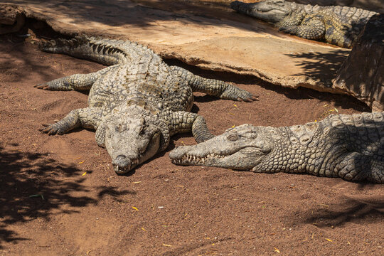 Crocodile in the zoo park on the island of Gran Canaria Spain