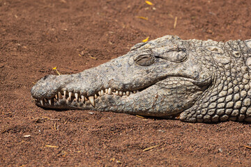Fototapeta premium Crocodile in the zoo park on the island of Gran Canaria Spain