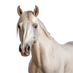Obraz premium White Arabian horse isolated on transparent background.