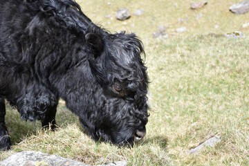 Shaggy Black Galloway Cow Grazing in a Field