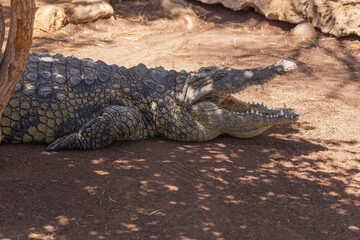 Obraz premium Crocodile in the zoo park on the island of Gran Canaria Spain