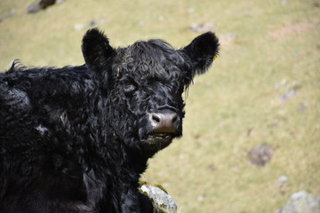 Fototapeta premium Black Galloway Calf with His Mouth Open