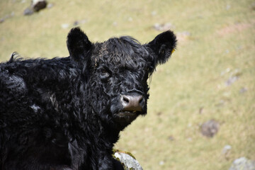 Black Highland Cow at the Base of a Hill