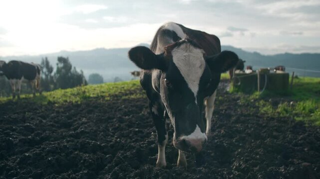 milk organic milking cow cows field by hand freshly milked field green summer fresh healthy