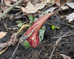Symplocarpus foetidus - Skunk Cabbage - Native North American Wetland Plant