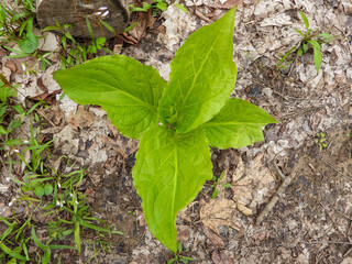 Symplocarpus foetidus - Skunk Cabbage - Native North American Wetland Plant