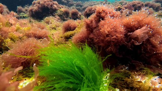 The green bush of Enteromorpha maeotica against the background of a field of Ceramium rubrum in early spring in shallow water