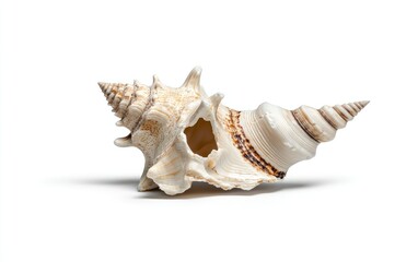 Obraz premium Close-up of a fossilized seashell, off-white with brown markings, isolated on a pure white background. The shell exhibits a spiral shape and intricate texture