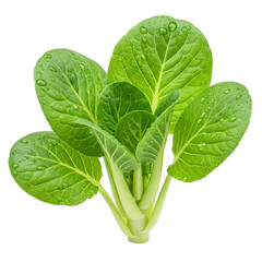 Vibrant green bok choy, freshly harvested and glistening with morning dew, showcasing its lush,...