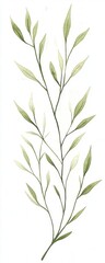 Delicate watercolor illustration of slender leafy branches on a white background.