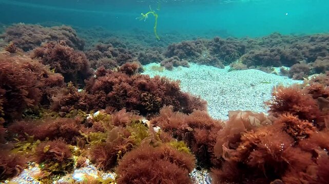 underwater sandy lawn edged with brown algae