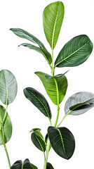 Fototapeta premium lush green plant with broad oval leaves