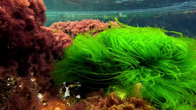 The water is wawing the thick brown and green algae (Porphyra yezoensis Enteromorpha maeotica)