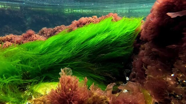 thickets of green and brown algae (Porphyra yezoensis Enteromorpha maeotica) in shallow water in spring