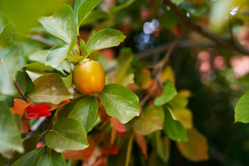 Orange persimmon on a tree branch surrounded by green and red foliage