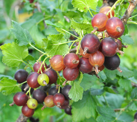 On the branch are ripe berries of yoshty