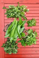 Ingredients for Maundy Thursday soup, wild herbs open up spring