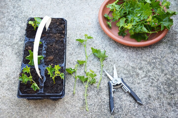  Ivy geraniums propagation from cuttings