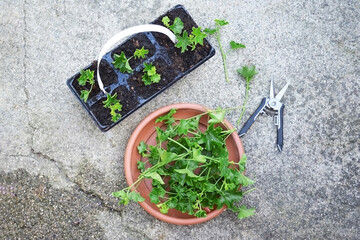  Ivy geraniums propagation from cuttings