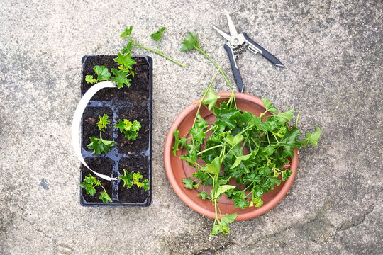  Ivy geraniums propagation from cuttings