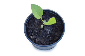 Coneflower plant growing in the flowerpot, white background