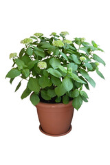 Fototapeta premium Potted hydrangea flower plant isolated on white background
