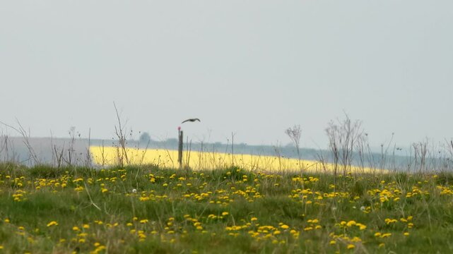 a curlew (Numenius) flying over a grass meadow