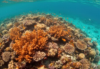 Fototapeta premium Underwater Paradise: Vibrant Coral Reef Ecosystem teeming with Colorful Fish, Diverse Marine Life thriving in Clear Tropical Waters