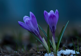 Delicate Purple Crocus Flowers Emerging Through the Snow in Springtime Bloom, Nature Beauty